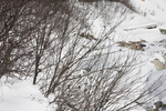 冬木立の枝と積雪の登別温泉