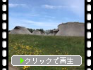 三内丸山遺跡「竪穴住居群の外観」
