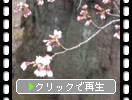 春の小諸城址（懐古園）「馬場の桜の蕾と開花」