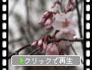 春の小諸城址（懐古園）「天守台の桜」