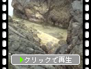 奄美大島・用海岸「岩間の海水」