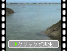 奄美大島「渚のさざ波」