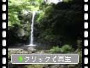 新緑期の雲仙「鮎帰りの滝」