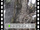 秋の吉備津神社「御神木のイチョウ」