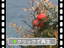神威岬「初秋の花と実」