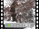 積雪の角館「岩橋家の柏の巨木」