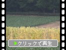 初秋の北海道「野菜畑」