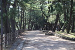 長崎街道「曲里の松並木と木漏れ日」