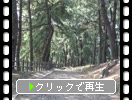 長崎古街道「曲里の松並木」風情