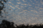 うろこ雲と秋の夕空