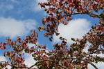 秋の空と紅葉期のナンキンハゼ