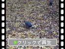 イチョウの落葉の絨毯と鳩たち