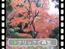 楓の木と紅葉