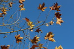 プラタナスの枯葉と青空