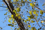 初冬のポプラの葉と青空
