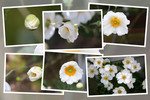 シュウメイギク(秋明菊）「蕾から開花へ」