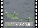 雨降りの池と睡蓮