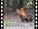 神社境内の鶏たち