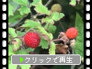 クサイチゴの赤い実たち