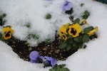 積雪と花たち