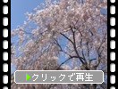 京都の醍醐寺「枝垂れ桜」