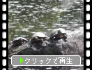 京都の醍醐寺「弁天池の亀たち」