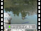 京都の醍醐寺「弁天池の鯉たち」