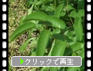 ワレモコウの緑葉