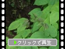 イカリソウの若葉と緑葉