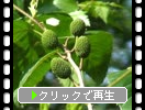 オオバヤシャブシの若い緑実