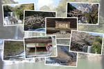 春の九重「龍門の滝と竜門寺」