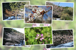 春の花と龍門の滝