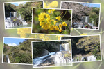 春の「龍門の滝と森」