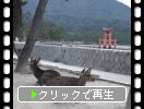 鹿と厳島神社の鳥居