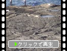 日本海からの白波と千畳敷岩