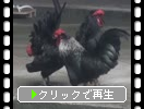奈良・石上神宮「長鳴鶏（ニワトリ）たち」