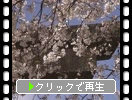 満開の桜と宝満宮竈門神社