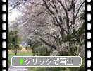 桜花の舞い