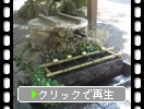 初夏の深大寺「手水舎とユキノシタ」