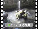 成田山新勝寺「寺池の噴水と亀たち」