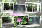 初夏の鹿島神宮「参道と鳥居」