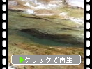 夏の面河渓「青緑色の渓流」