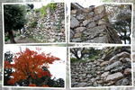 秋の浜松城「野面積み石垣」