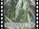 梅雨時の柳の緑葉と雨だれ