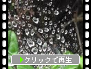 クモの巣の水晶様の雨滴