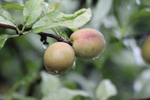 ハナモモの実と雨滴