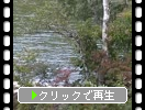 初秋の志賀高原「琵琶池と小波」