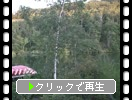 志賀高原「夕方前の丸池」