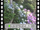 城ヶ島の紫陽花