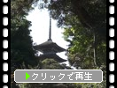 秋の能登・妙成寺「庭園から見た五重塔」
